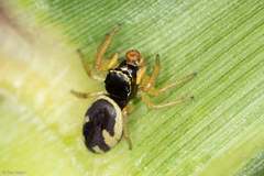 Sassacus aurantiacus