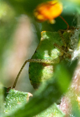 Euschistus conspersus