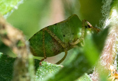 Euschistus conspersus