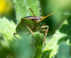 Euschistus conspersus