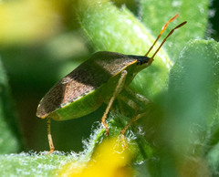 Euschistus conspersus