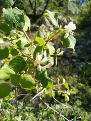 Lonicera arborea
