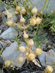 Cerastium dichotomum