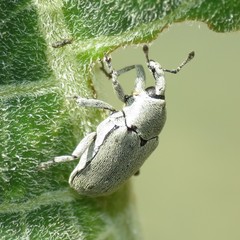 Trichobaris compacta