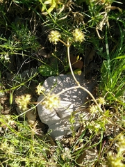 Valerianella echinata