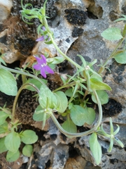 Legousia falcata