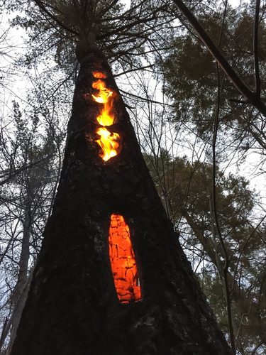 eastern white pine (Pinus strobus)
