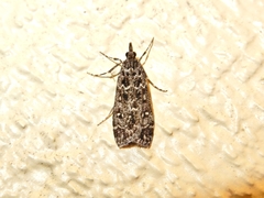 Eudonia philerga