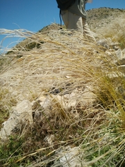 Stipa arabica