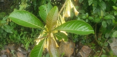 Iochroma