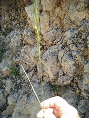 Thinopyrum intermedium intermedium