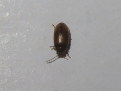 Contacyphon laevipennis