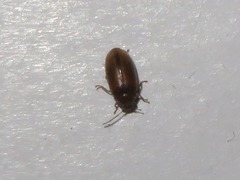 Contacyphon laevipennis