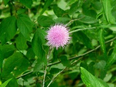 Cirsium texanum