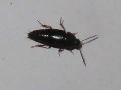 Tachinus rufipes