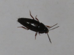 Tachinus rufipes