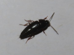 Tachinus rufipes