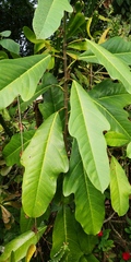 Magnoliopsida