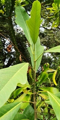 Magnoliopsida