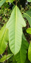 Magnoliopsida