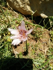 Pseudopodospermum phaeopappum