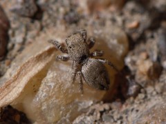 Habronattus coecatus