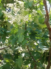 Eriolobus trilobatus