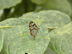 Oleria vicina