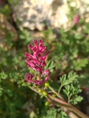 Fumaria officinalis