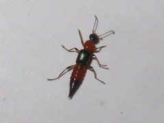 Paederus riparius