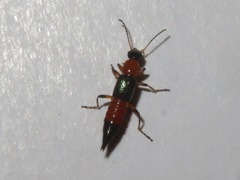 Paederus riparius