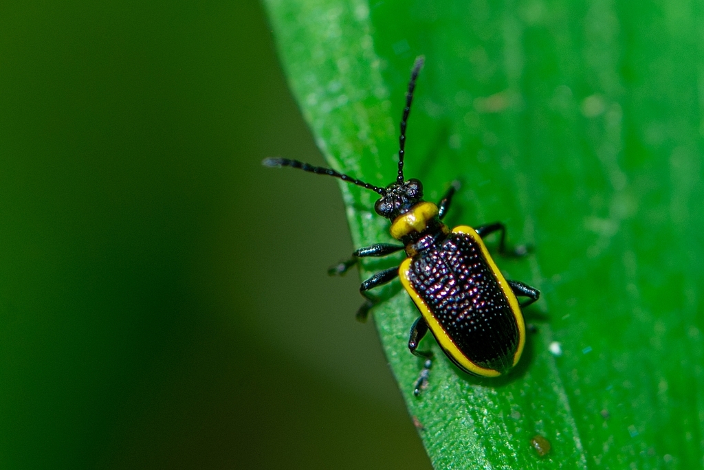 Neolema marginella