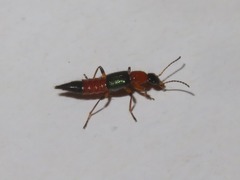 Paederus riparius