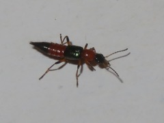 Paederus riparius