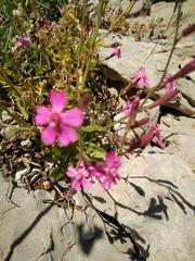 Silene damascena