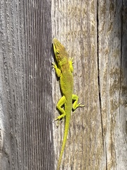 Anolis smaragdinus