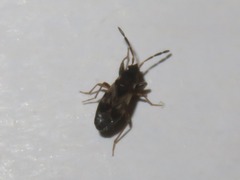Scolopostethus affinis