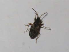 Scolopostethus affinis