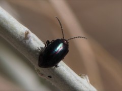 Altica torquata