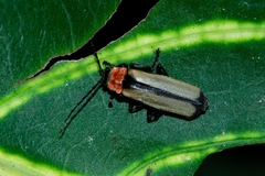 Discodon cinctum