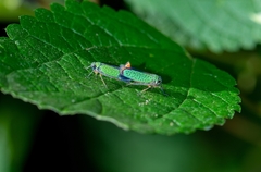 Versigonalia vermiculata