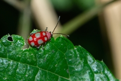 Omophoita sexnotata
