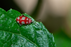 Omophoita sexnotata