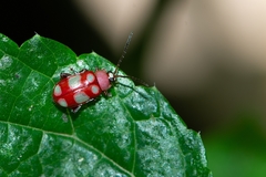 Omophoita sexnotata