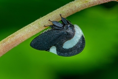 Membracis interrupta