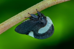 Membracis interrupta