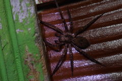 Tomopisthes horrendus