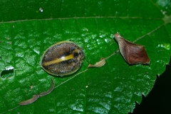 Epilachna clandestina