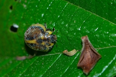 Epilachna clandestina