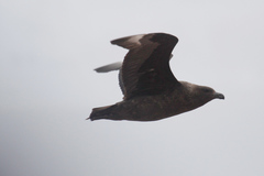 Stercorarius antarcticus